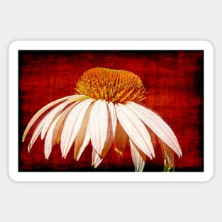 A Single Daisy On A Red Background Sticker